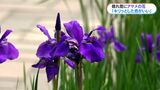 「紫のキリっとした色が良い」アヤメの花が見頃　鹿児島市　|　鹿児島のニュース｜MBC NEWS｜南日本放送