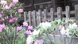 五ヶ瀬町　三ケ所神社のシャクナゲが見ごろ|TBS NEWS DIG