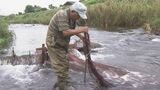 上海ガニの仲間「モクズガニ」の漁が始まる 川底に一晩網かごを仕掛けて捕らえる漁法 産卵を控えたメスには身と卵がぎっしり 塩ゆでして食べると濃厚な味わい 三重・津市 | 名古屋・愛知・岐阜・三重のニュース【CBC news】 | CBC web