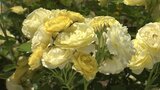 バラの花が見ごろ 岩手・滝沢市の公園 100種1700本が市民を癒す|TBS NEWS DIG
