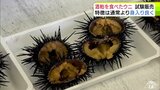 「酒かす」を食べた養殖ウニの試験販売 約1時間でほぼ売り切れに 通常よりも身入り良く あっさり・磯臭さなく 青森県東通村|TBS NEWS DIG