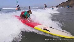 米・カリフォルニア州のビーチにサーファー犬 集合　「犬のサーフィン大会」| TBS CROSS DIG with Bloomberg