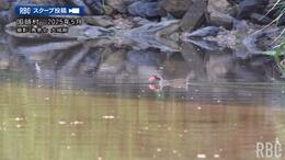 【貴重映像】泳げるの? 森の住人ヤンバルクイナ、水の中へ! 専門家も驚き「撮ろうと思って撮れるものではない」|TBS NEWS DIG