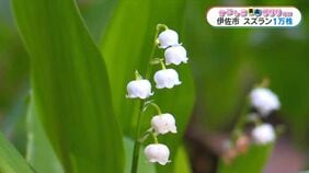 白くかれんな1万株のスズラン　60年前に長野県から取り寄せた株を地元住民が育てる　伊佐市【かごしま南北600キロ】|TBS NEWS DIG
