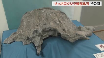 太古の札幌を泳いだか！新属新種のクジラ「サッポロクジラ」の実物化石