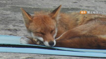 キツネ 激撮！なぜ名古屋にキツネが！？ 市内7つの区でも確認され生息域拡大か