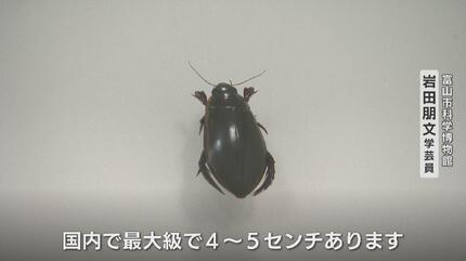 最後の1頭　台湾産　ゲンゴロウ　37mm 符節欠損 おった、おった！」“絶滅”したはずのアノ虫が田んぼを泳ぐ？30年ぶりに