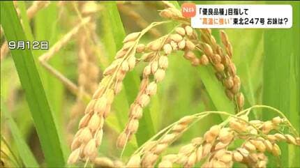 高温に強い新品種米「東北247号」食味 ひとめぼれに遜色ない味 宮城