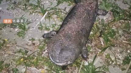 巨大オオサンショウウオ」海岸で死がい見つかる 堰堤を登れず力尽き