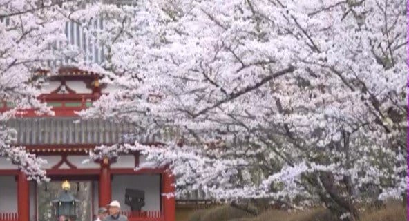 「本州でもっとも遅く咲く桜」とも…標高約1200メートルの茅野市・蓼科山聖光寺境内のソメイヨシノが満開…参道歩きながら風に揺れる桜を楽しむ　|　SBC NEWS | 長野のニュース | SBC信越放送