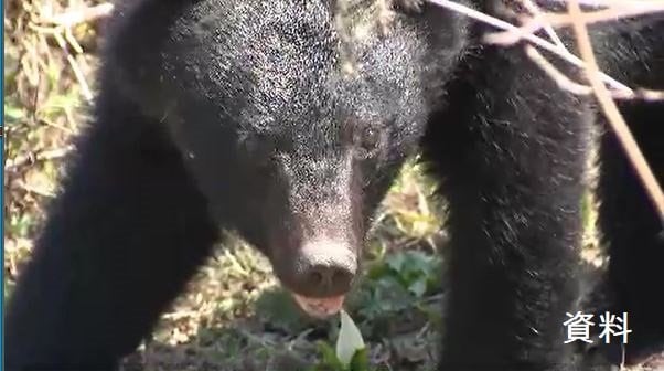 鉢合わせて腕を引っかかれ…長野県小諸市で道路を歩いていた男性がクマに襲われ軽傷　|　SBC NEWS | 長野のニュース | SBC信越放送