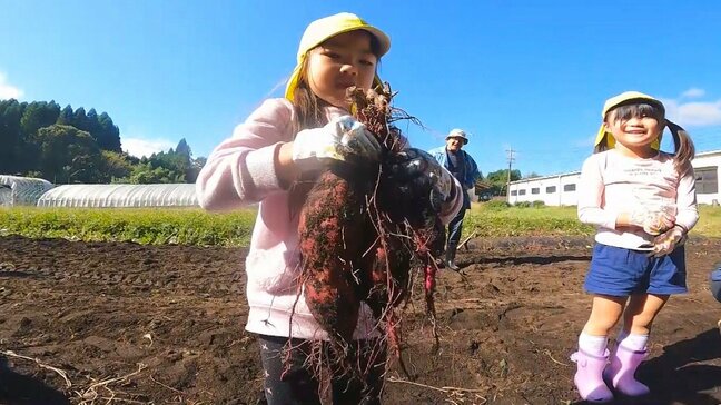 「みんなで焼き芋にして食べたい」高校生と園児が秋の味覚、サツマイモ収穫体験 大分・竹田市 |TBS NEWS DIG
