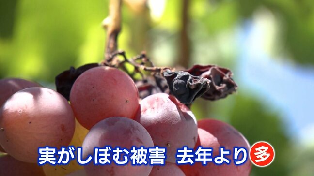 「日差しが強すぎて･･･」連日の猛暑・少雨　農作物への影響は　モモは糖度アップ・ブドウはしぼむ被害　秋野菜への影響懸念も|TBS NEWS DIG