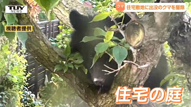 銀行、スーパーなど市内を転々とし...住宅の庭に居座ったクマを駆除 クマから逃げる際に高齢女性がケガする事案も 生活圏へクマの出没相次ぐ(山形)|TBS NEWS DIG