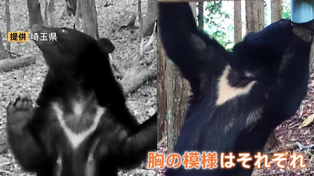 クマの個体数把握へ 全国統一のカメラ調査始まる “胸の模様”で個体識別 800台以上を全国各地に設置方針|TBS NEWS DIG