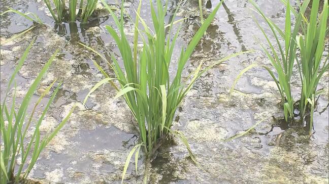 「気温の高い日が続いているので順調に生育」イネの生育調査 茎の数が大幅に増える 宮城・大崎市|TBS NEWS DIG
