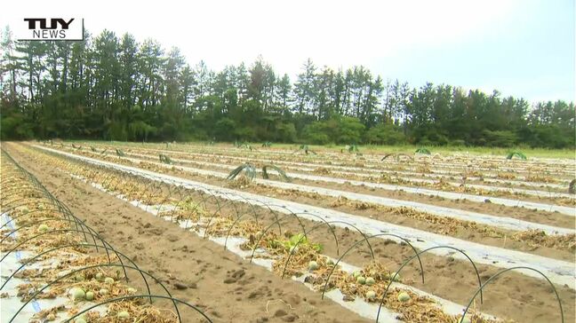 畑仕事中に突然後ろから...メロン畑で81歳女性がクマに襲われケガ（山形・鶴岡市）|TBS NEWS DIG