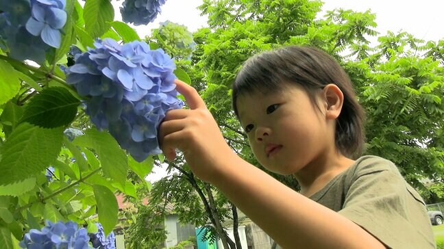 “普門寺ブルー” の深い色合いも楽しんで 真庭市の寺でアジサイが見ごろ 限定デザインの御朱印も【岡山】|TBS NEWS DIG