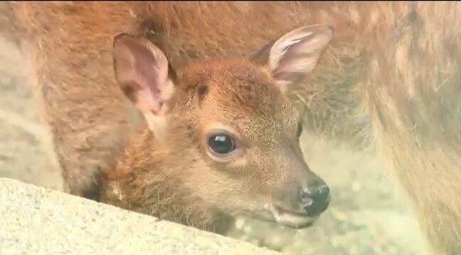 つぶらな瞳がたまらない!!「ヤクシカ」の赤ちゃん!長野市・城山動物園で6月5日に誕生…7年連続で9頭に…赤ちゃんの名前決める投票の受け付けも|TBS NEWS DIG