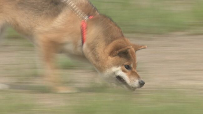 鼻をきかせて課題クリア 民間で飼育されている嘱託警察犬の技能審査 山口|TBS NEWS DIG