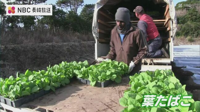 長崎県のたばこの産地　五島で葉たばこの苗植えはじまる|TBS NEWS DIG