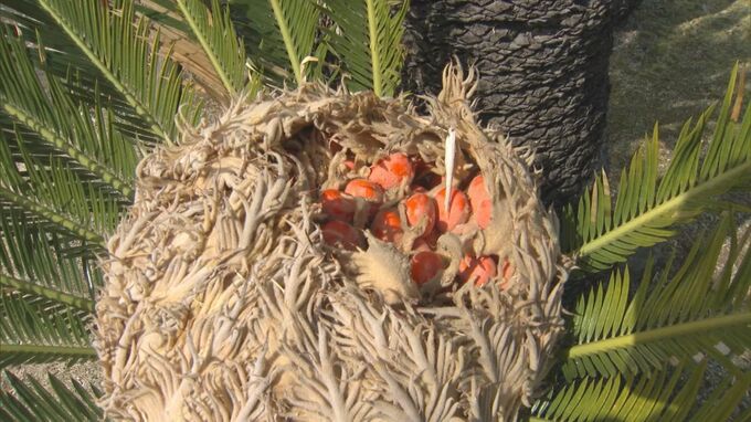 ソテツの花が咲いて実？がなった…食べられる？　「ソテツは恩人」非常食として食べる地域も…「生きている化石」恐竜も食べていたかも　|　BSSニュース | BSS山陰放送