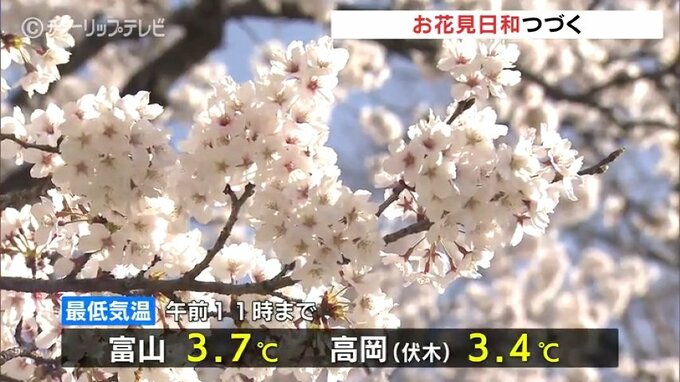 桜が見ごろ お花見日和が続く　31日も晴れの予想　富山　|　富山のニュース｜天気・防災｜チューリップテレビ