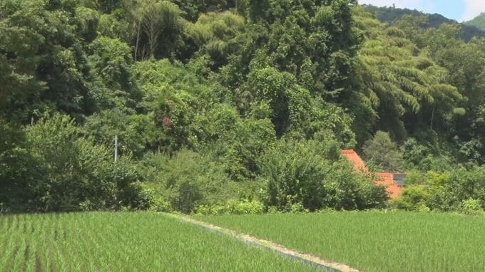 「クマに襲われ右目が飛び出している」自宅裏山で70代男性がツキノワグマに襲われ右目眼球が飛び出すけが　クマは70～80センチくらい　町が注意呼び掛け　|　BSSニュース | BSS山陰放送