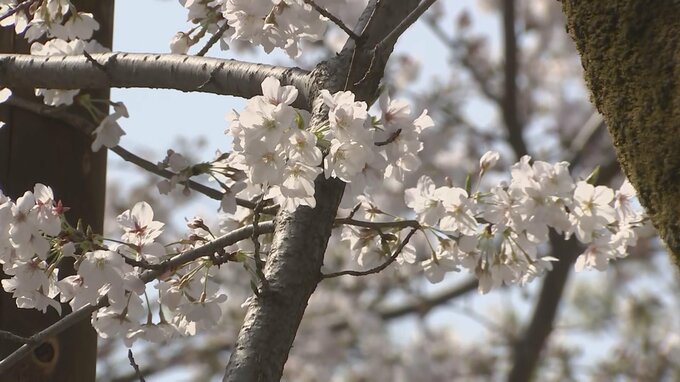【速報】東京の桜が満開　本州で満開が発表されるのは初|TBS NEWS DIG