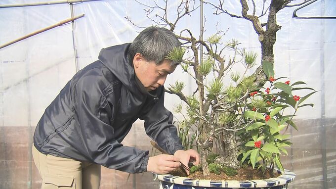 新年の皇居を彩る　伝統の寄植盆栽 「春飾り」の準備始まる　縁起物の紅白の梅や万両などをあしらい、大きな物は2m以上|TBS NEWS DIG