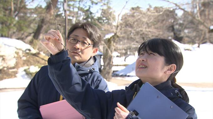 園内のソメイヨシノの開花日は4月16日・満開は4月21日　1回目の予想と変わらず　弘前公園独自のサクラの開花予想を発表（2024年2回目）　|　青森のニュース│ATV NEWS│青森テレビ