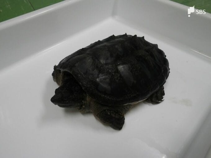 「冬眠中の発見聞いたことがない…」レンコン畑の中からカミツキガメ　静岡市が捕獲＝静岡・葵区|TBS NEWS DIG