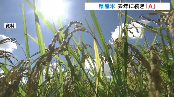 ５年連続で特A逃す「米の食味ランキング」 今後は高温に強い「富富富」を中心に高品質を目指す|TBS NEWS DIG
