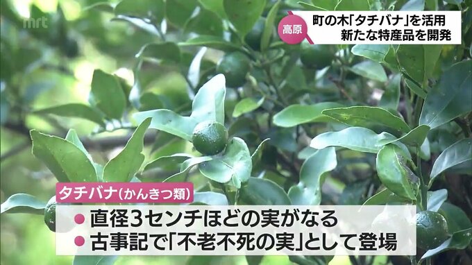 実は苦みと酸味で加工に向かない・・・町の木「タチバナ」を活用 新たな特産品を開発 高原町の取り組み | MRTニュース | MRT宮崎放送