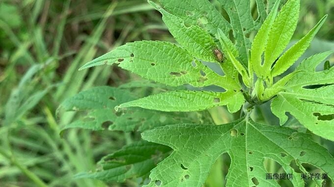 【秋の花粉症】オオブタクサ「茎の先に細長い花穂を伸ばし、雄花から大量の花粉を風に乗せて飛ばす」【北米原産】|TBS NEWS DIG