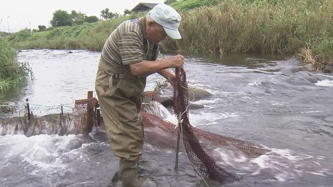 上海ガニの仲間「モクズガニ」の漁が始まる　川底に一晩網かごを仕掛けて捕らえる漁法　産卵を控えたメスには身と卵がぎっしり　塩ゆでして食べると濃厚な味わい　三重・津市　　|　名古屋・愛知・岐阜・三重のニュース【CBC news】 | CBC web