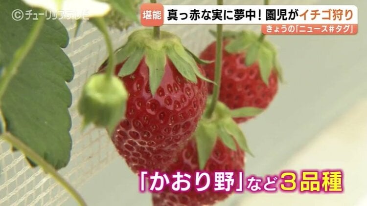 イチゴ892個食べた？園児が真っ赤なイチゴに夢中高温傾向で甘み増す