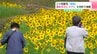「きれいとしか言いようがない」遅咲きのヒマワリ　高知県大月町で満開　10月末までが見頃　|　高知のニュース・天気｜KUTV NEWS | KUTVテレビ高知