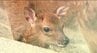 つぶらな瞳がたまらない！！「ヤクシカ」の赤ちゃん！長野市・城山動物園で6月5日に誕生…7年連続で9頭に…赤ちゃんの名前決める投票の受け付けも　|　SBC NEWS | 長野のニュース | SBC信越放送