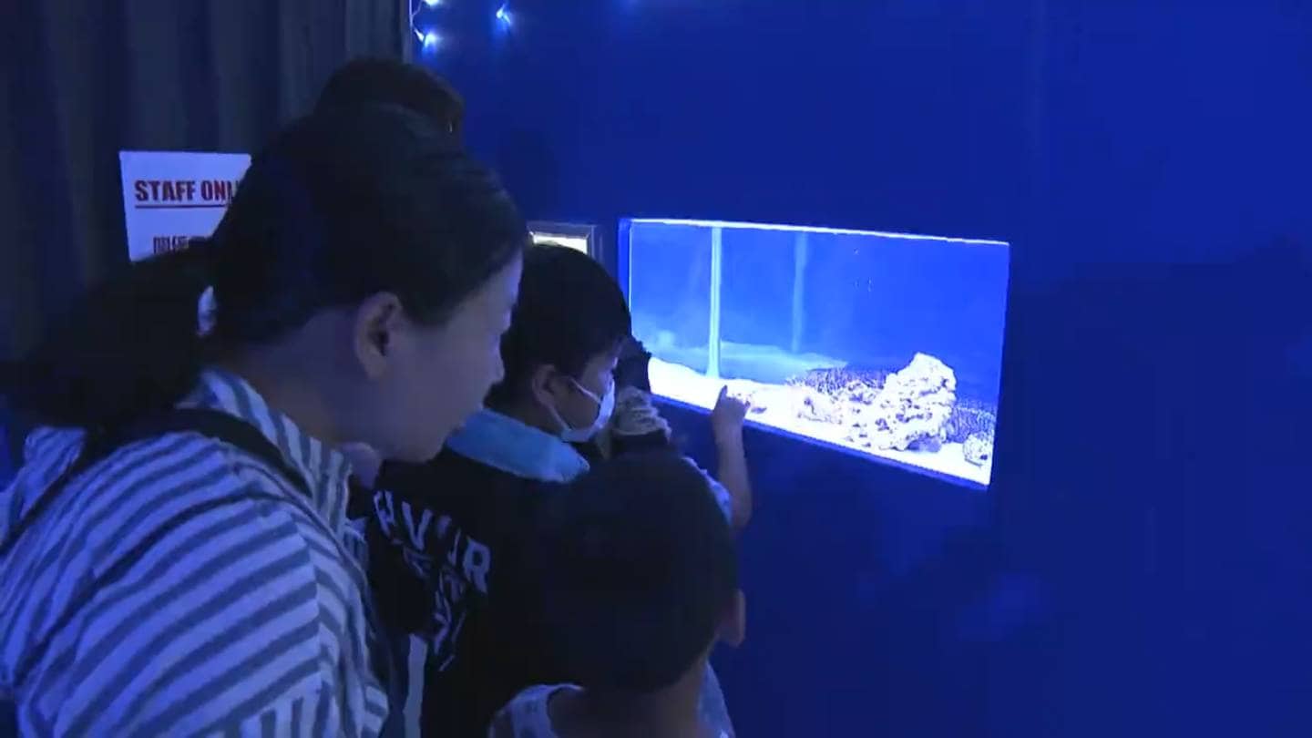 カクレクマノミにチンアナゴ 夏の夜の海をイメージした空間に
