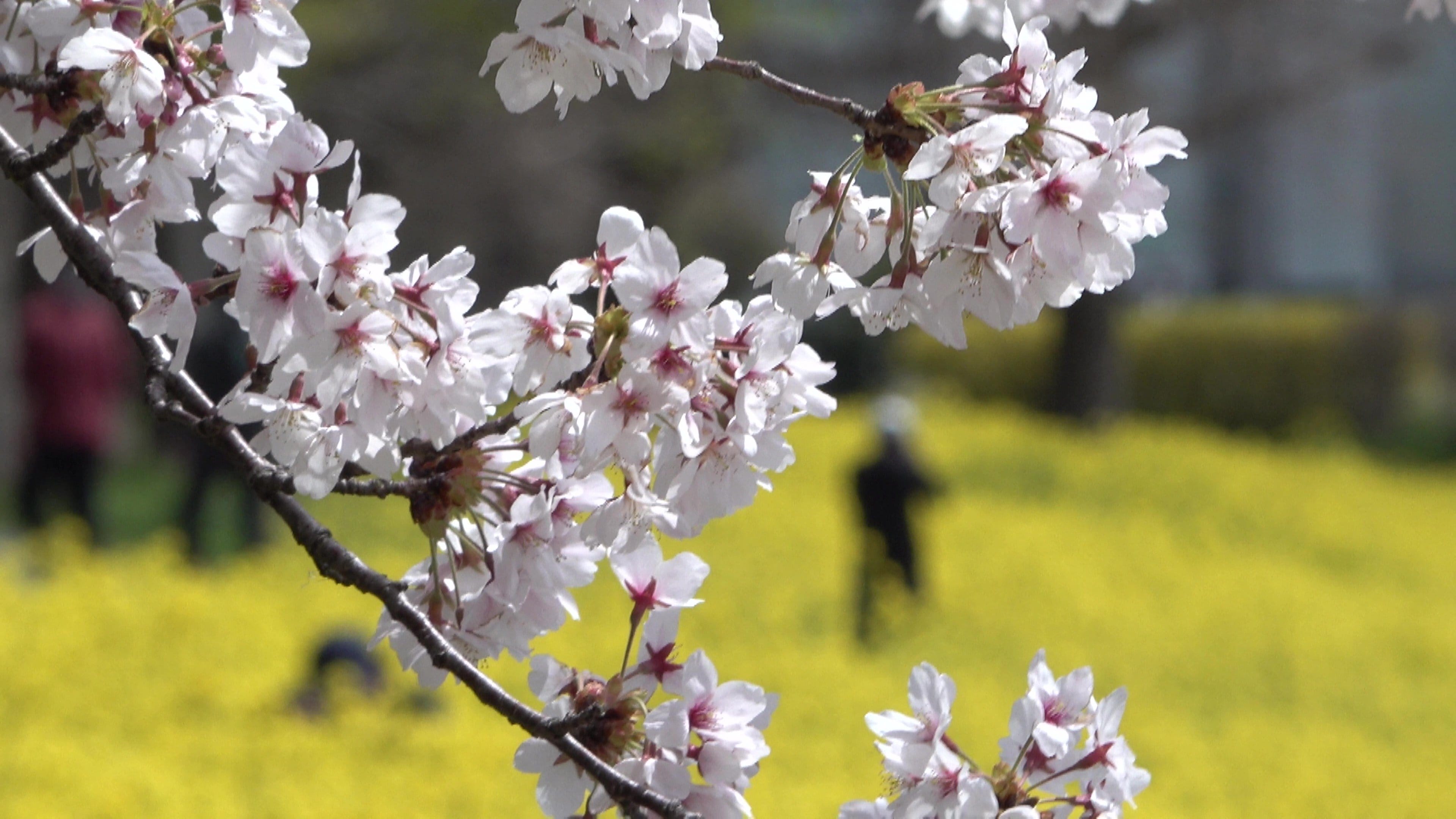 菜の花 満開の桜×菜の花“春の二重奏” 上堰潟公園を彩る450本の桜と160万本の