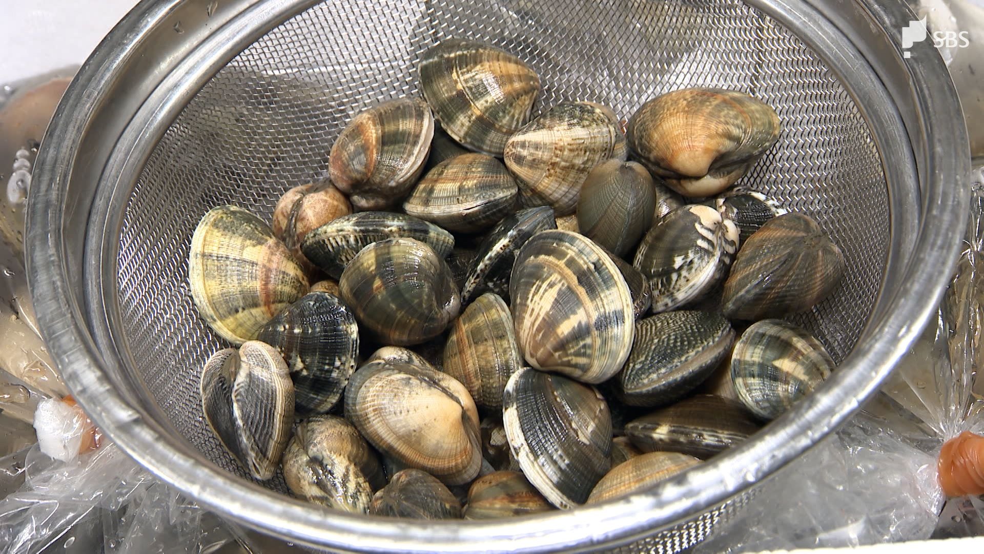 8○静岡県 浜名湖産 活あさり(大)5kg○鮮度抜群！同梱無制限 【公式
