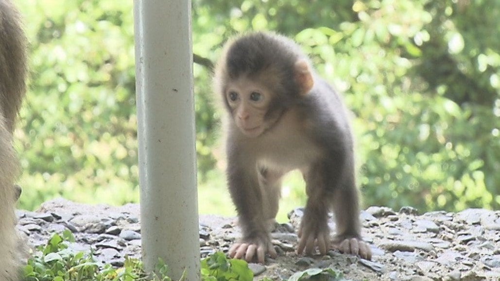 高崎山でサルの出産シーズン迎える 一番人気は「デコピン」 62匹の