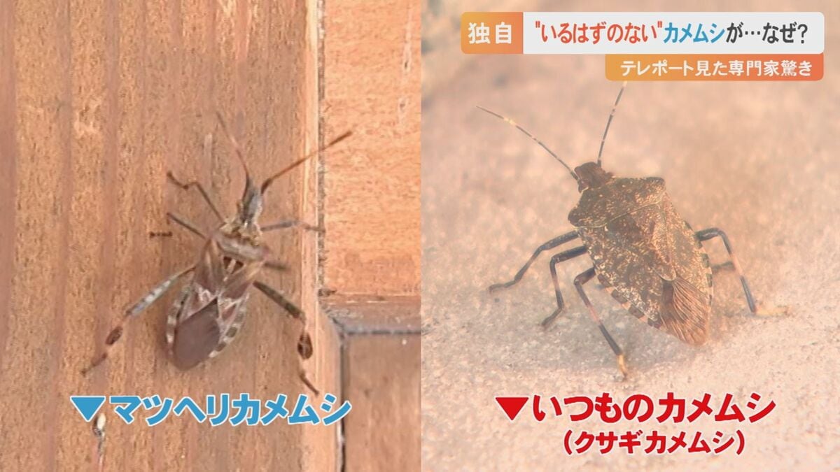 【カメムシ／発送方法修正】テレビ カメムシ／発送方法修正】テレビ カメムシ／発送方法修正】テレビ 今年