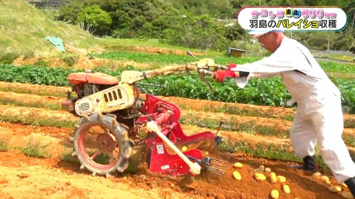 羽島特産バレイショの収穫　いちき串木野市【かごしま南北600キロ】
