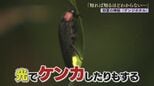 「知れば知るほどわからない」専門家が語るホタルの神秘レア度MAX「ほたる合戦」とは？　|　山口のニュース・天気・防災｜tys NEWS｜ｔｙｓテレビ山口