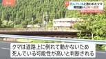 「死んでいる可能性が高い」と判断されたクマに噛まれ70代男性けが　警察や市職員も集まり道路に倒れたクマの排除中|TBS NEWS DIG