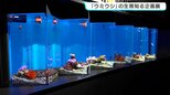「色がすごくきれい」足摺海洋館SATOUMIで『ウミウシ』の生態知る企画展 5月6日まで|TBS NEWS DIG