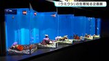 「色がすごくきれい」足摺海洋館SATOUMIで『ウミウシ』の生態知る企画展　5月6日まで　|　高知のニュース・天気｜KUTV NEWS | KUTVテレビ高知