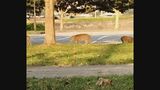 「犬かと思ったらイノシシだった」観光地に3頭のイノシシが出没|TBS NEWS DIG